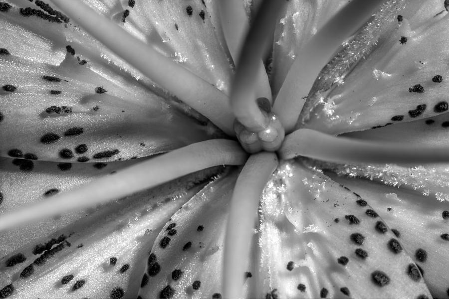 Tiger Lily Closeup Photograph by Joseph Skalny Tiger Lily Closeup Photograph by Joseph Skalny
