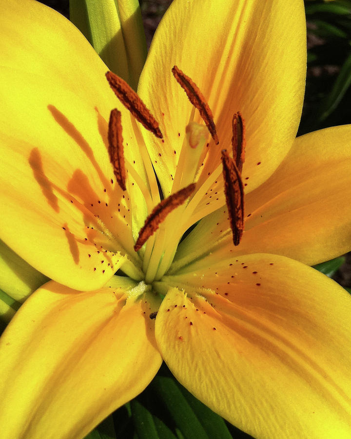 Tiger Lily Photograph by DiDesigns Graphics