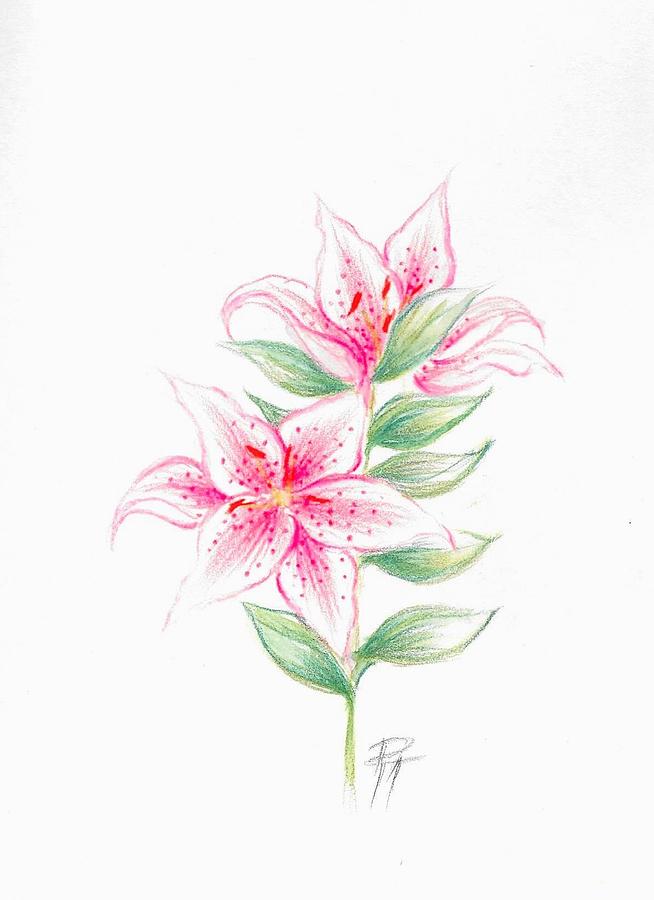 Flower Painting - Tiger Lily by Dina Holland