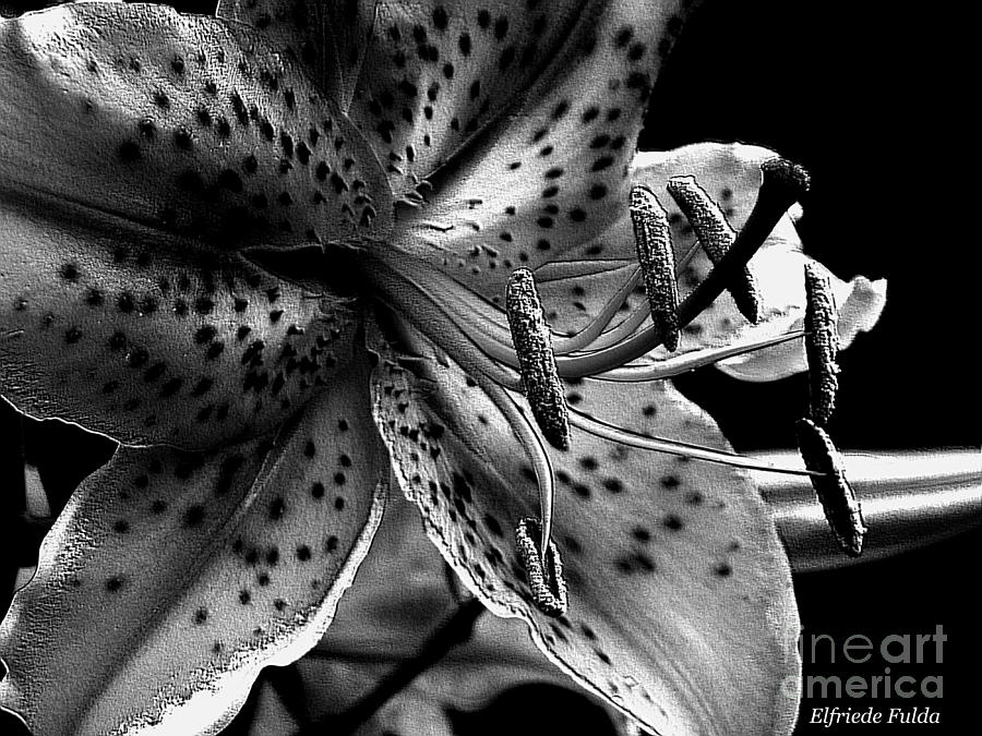 Tiger Lily Photograph by Elfriede Fulda