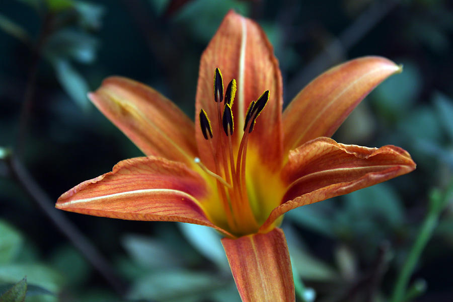 Nature Photograph - Tiger Lily by Evelyn Patrick