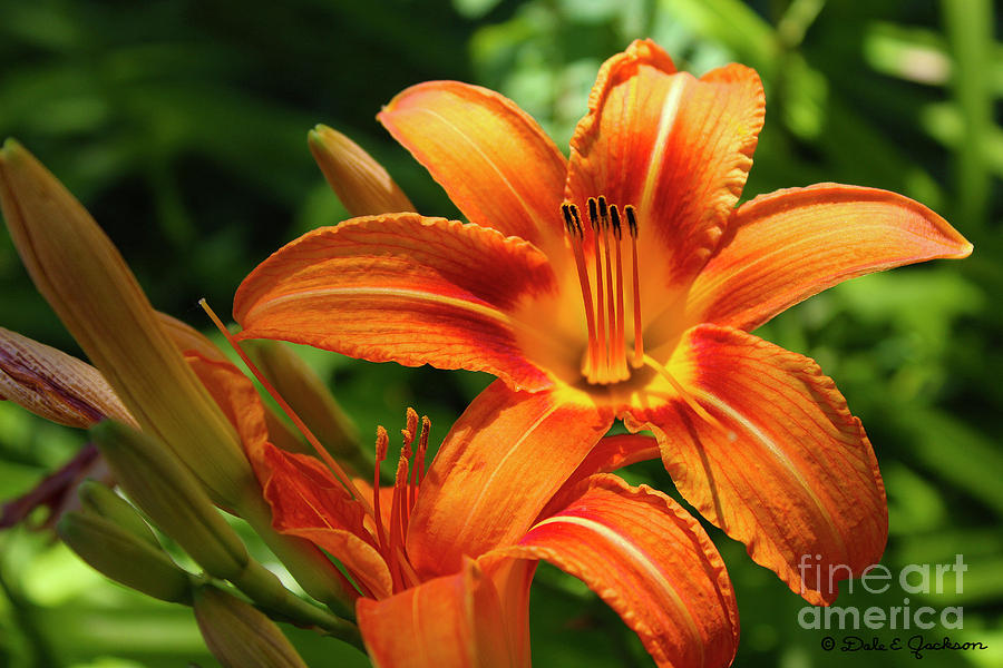 Tiger Lily Explosion Photograph