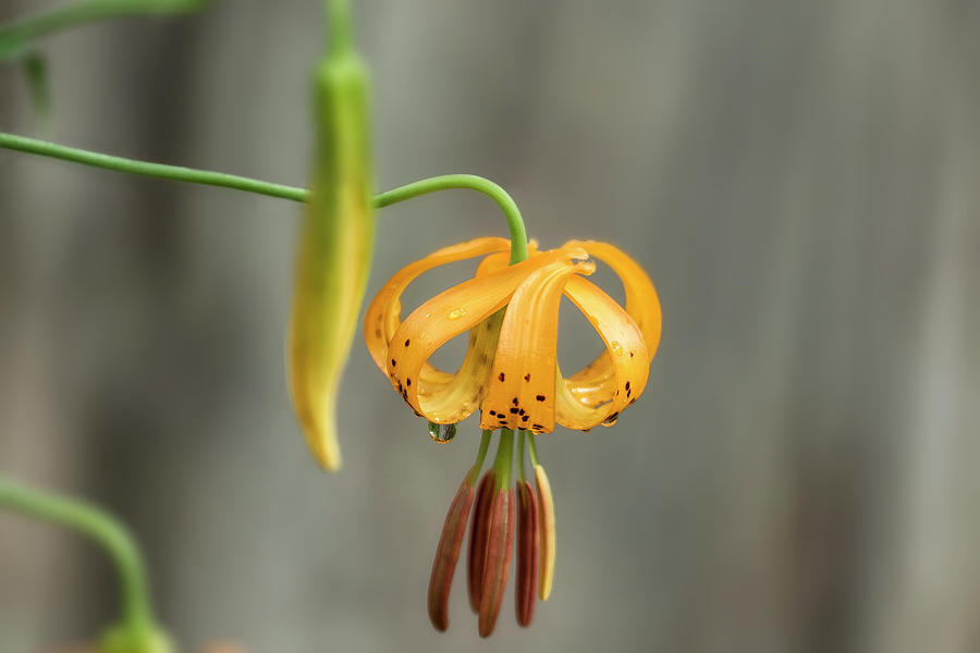 Tiger Lily Flower Photograph by Belinda Greb