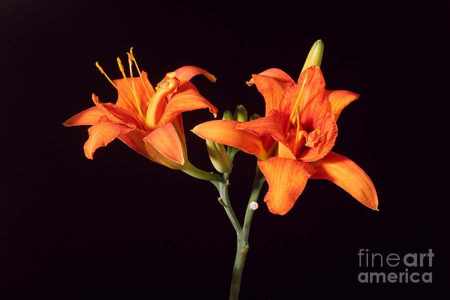 Tiger Lily Flower Opening Part Photograph by Ted Kinsman