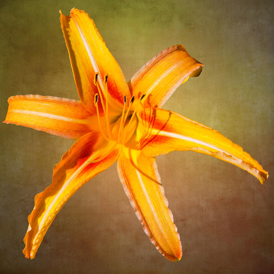 Tiger Lily by Gene Norris Tiger Lily by Gene Norris