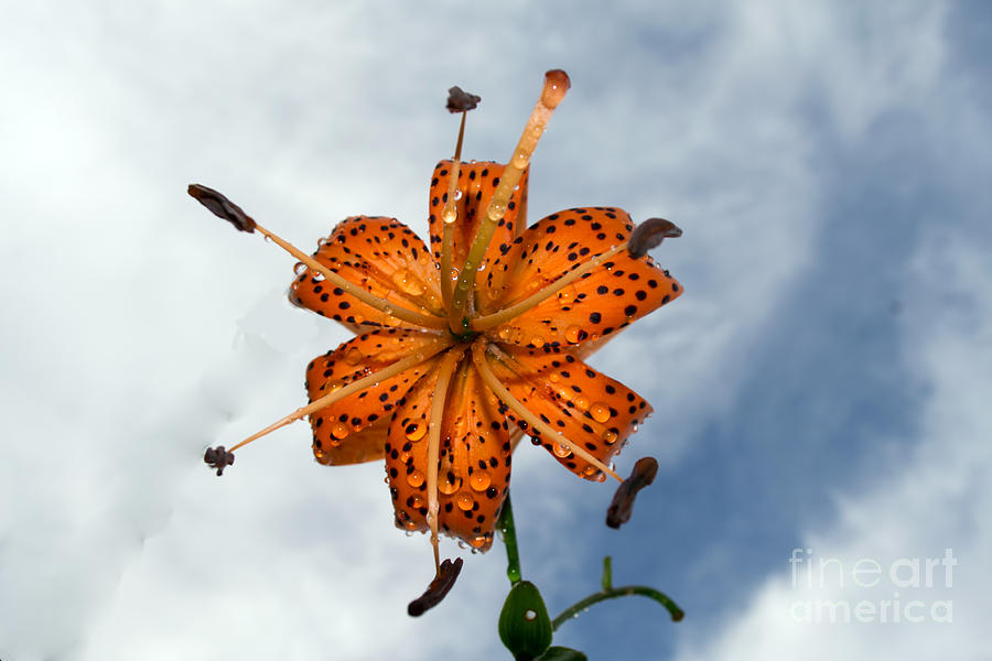 Tiger Lily in a Shower Photograph by Kevin Fortier