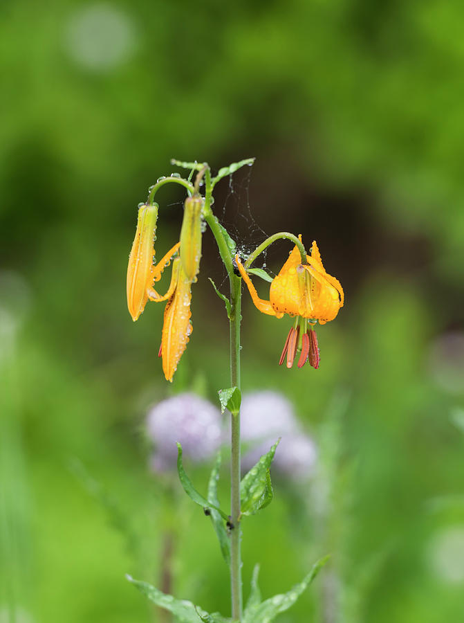 Tiger Lily in Olympic National Park Digital Art by Michael Lee