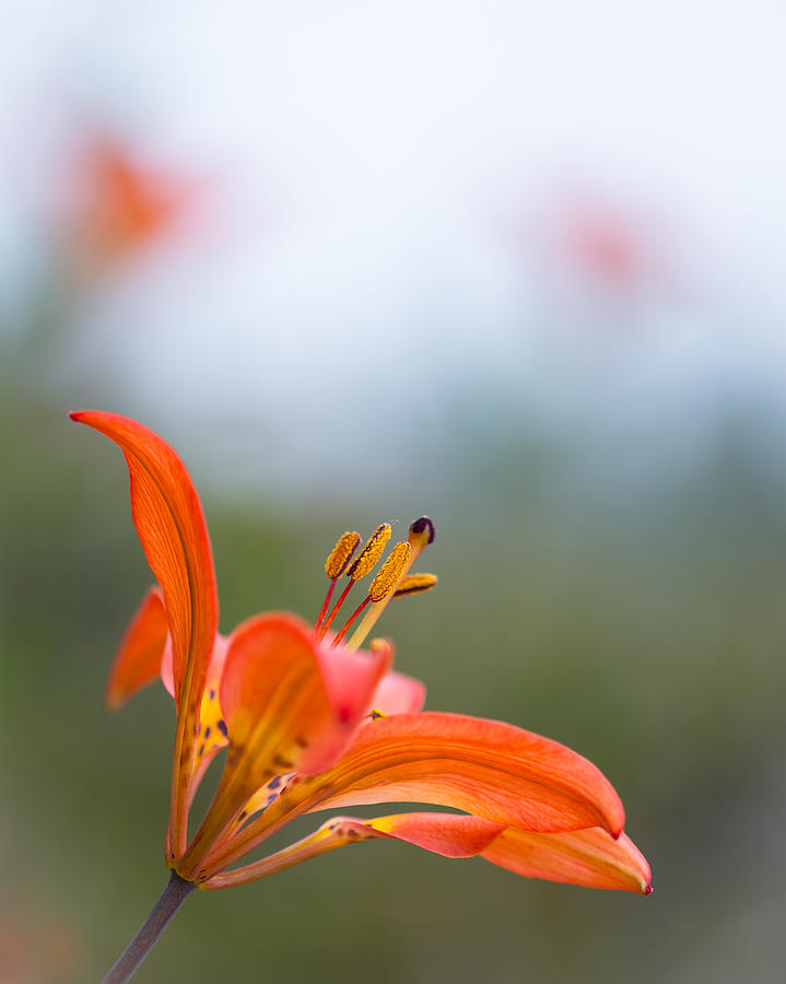 Tiger Lily Photograph by Jakub Sisak