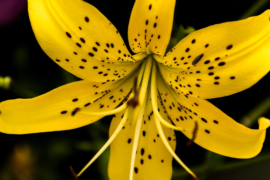 Tiger Lily Photograph by Jay Stockhaus