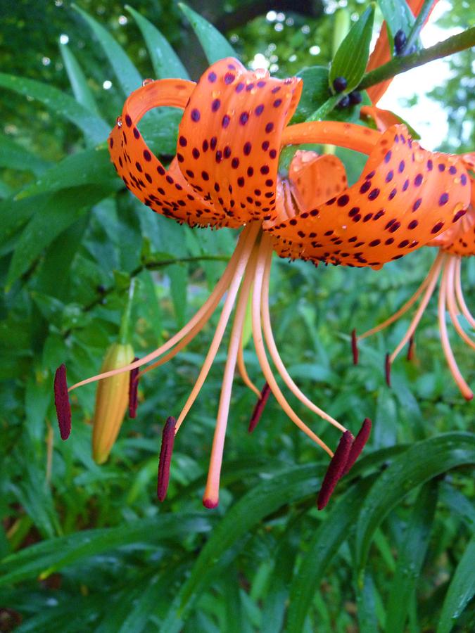 Tiger Lily Photograph by Jeanette Oberholtzer