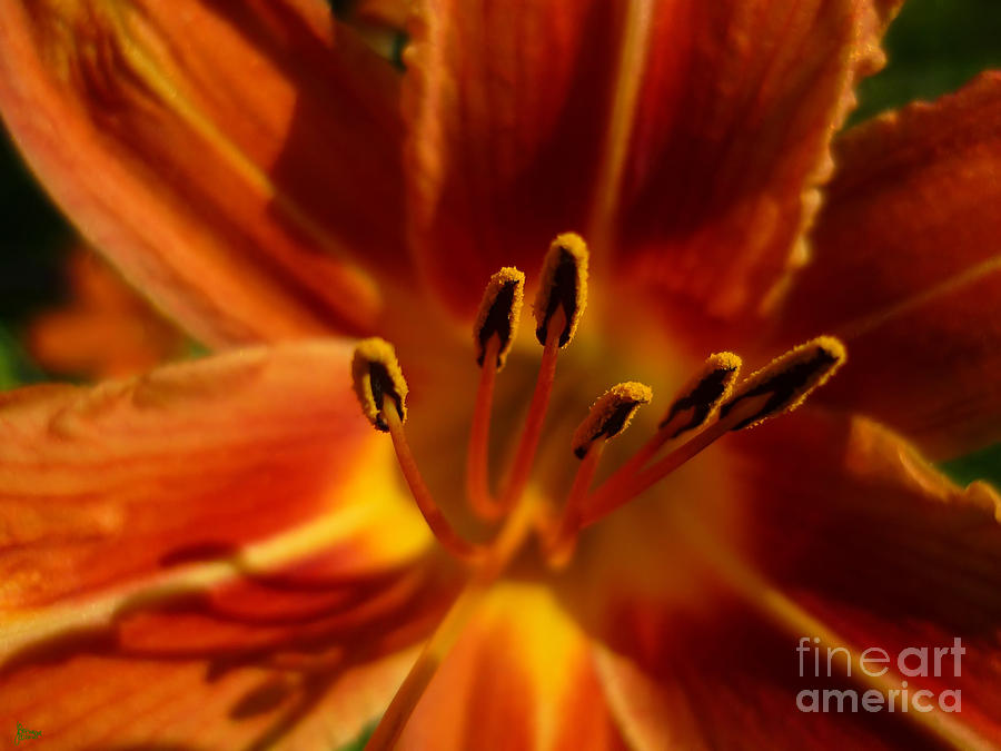 Tiger Lily Photograph by Jeff Breiman