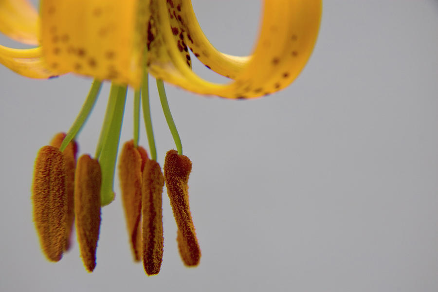 Lilium Tigrinum Photograph - Tiger Lily by John Higby Lilium Tigrinum Photograph - Tiger Lily by John Higby