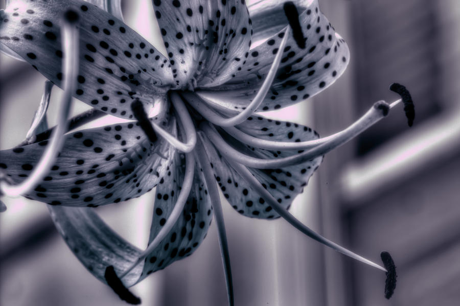 Tiger Lily Photograph by Joseph Skalny Tiger Lily Photograph by Joseph Skalny