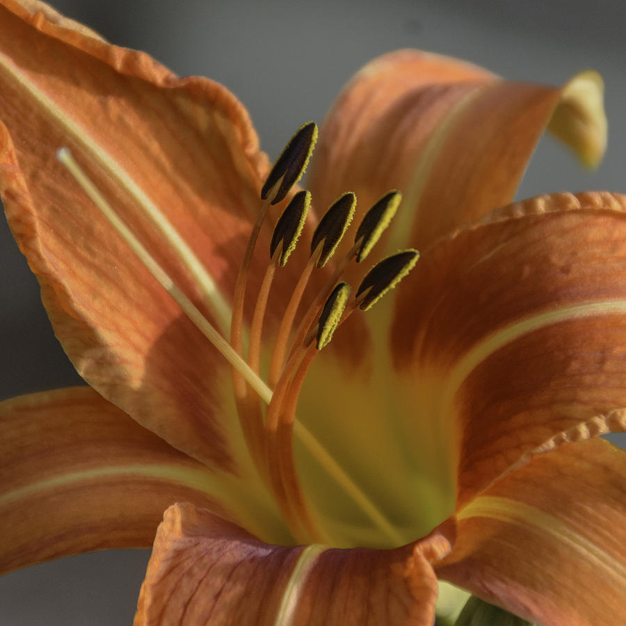 Tiger Lily Photograph by Judy Hall-Folde