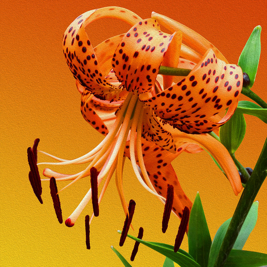 Tiger Lily Photograph by Mike McGlothlen