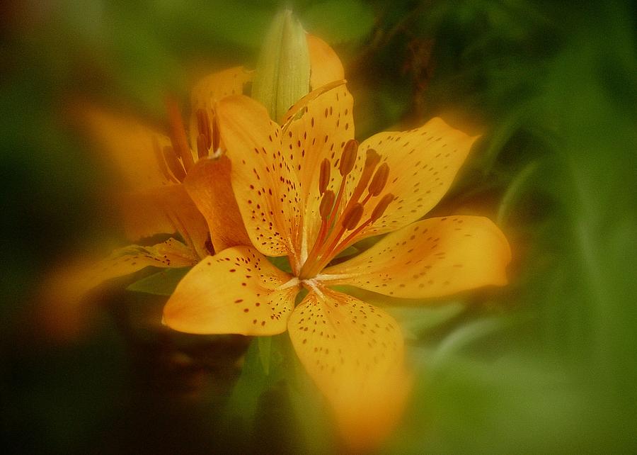 Lily Photograph - Tiger Lily No. 1 by Richard Cummings