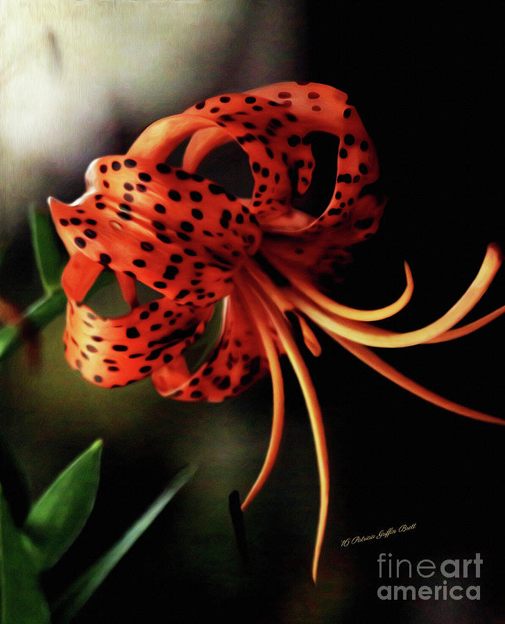 Tiger Lily Digital Art by Patricia Griffin Brett