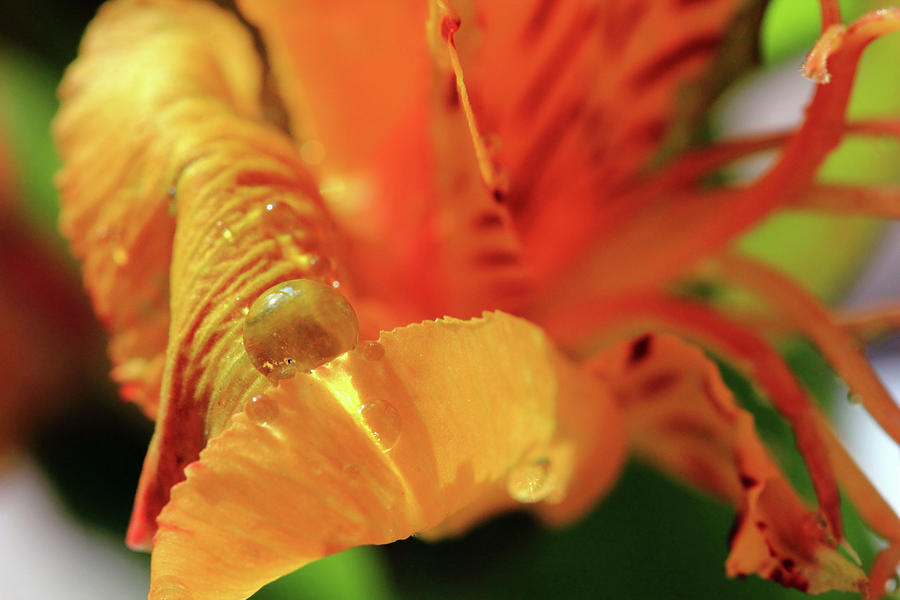 Tiger Lily Petals Photograph by Angela Murdock