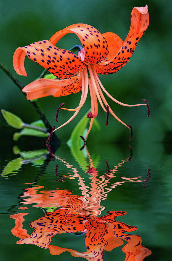 Tiger Lily - Reflection Photograph by Steve Harrington