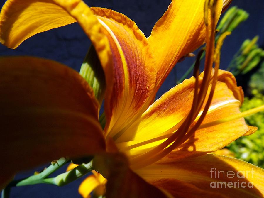 Lily Photograph - Tiger Lily by Robyn King