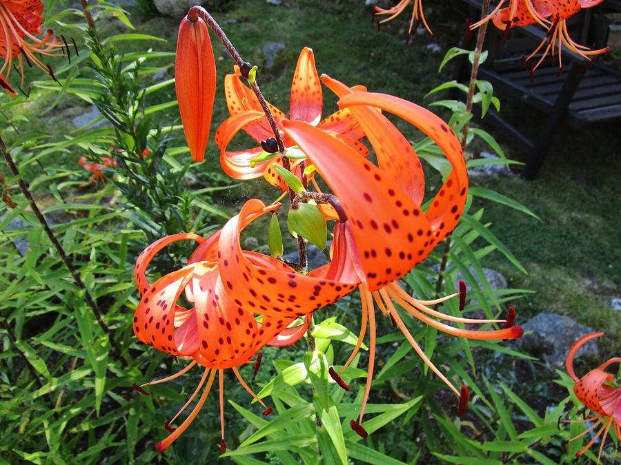 Tiger Lily Photograph by Rosita Larsson