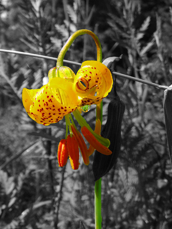 Tiger Lily Tear Photograph by Shannon  Ireland