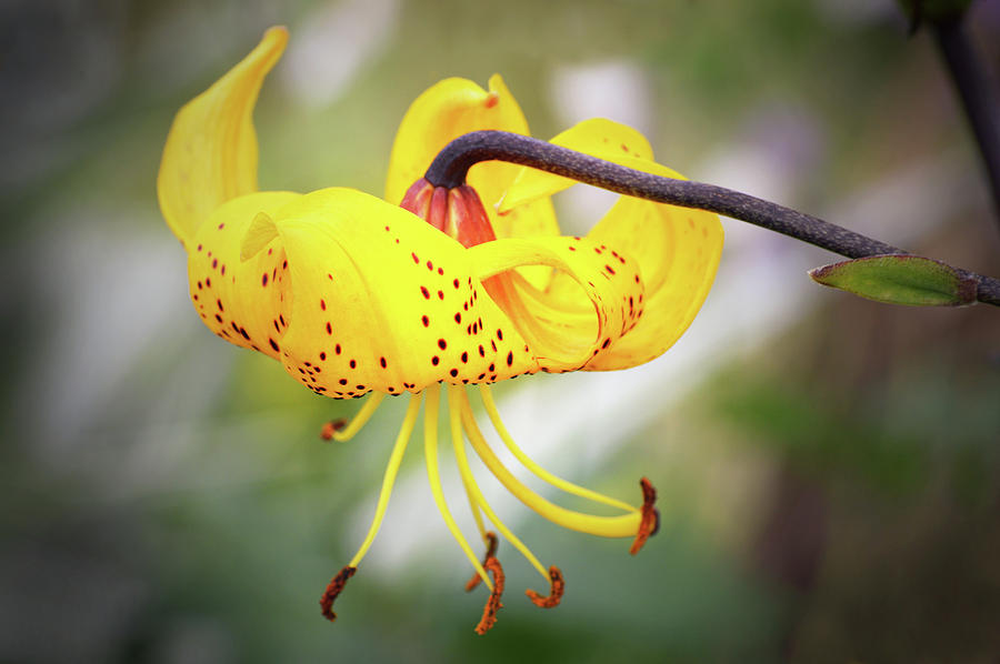 Tiger Lily. Photograph by Terence Davis
