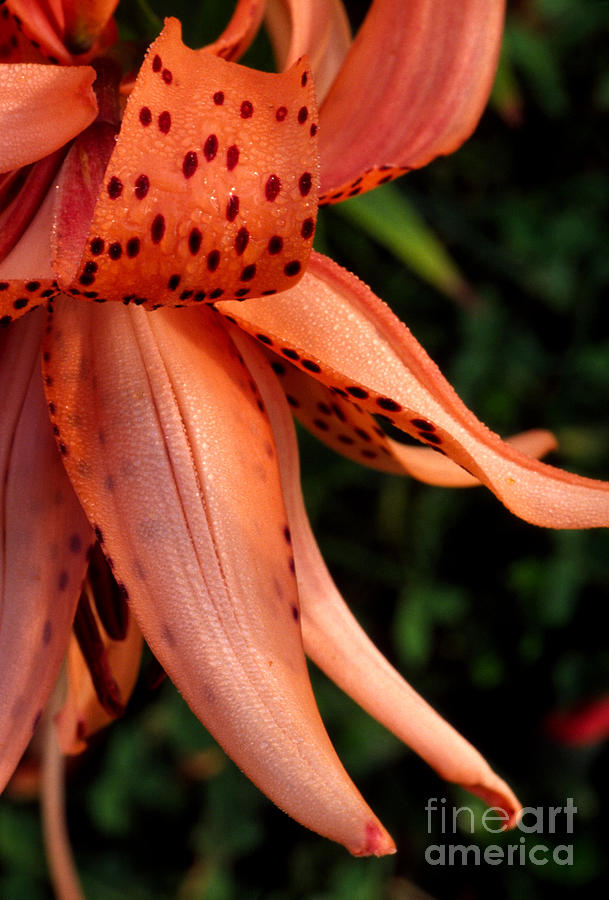 Tiger Lily Photograph by Thomas R Fletcher