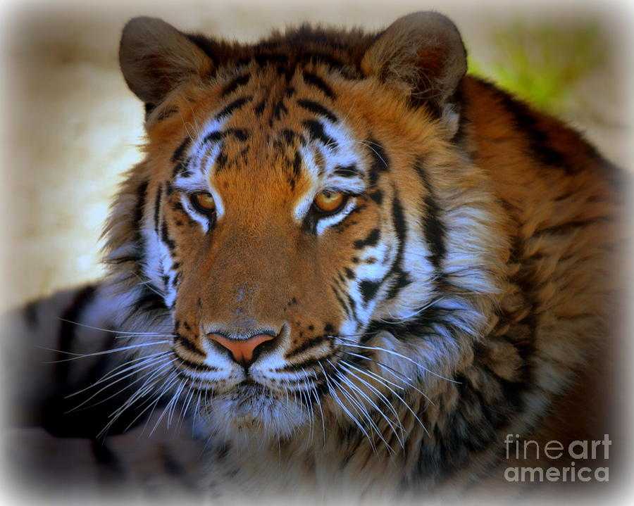 Tiger Lily Photograph by Tru Waters - Fine Art America