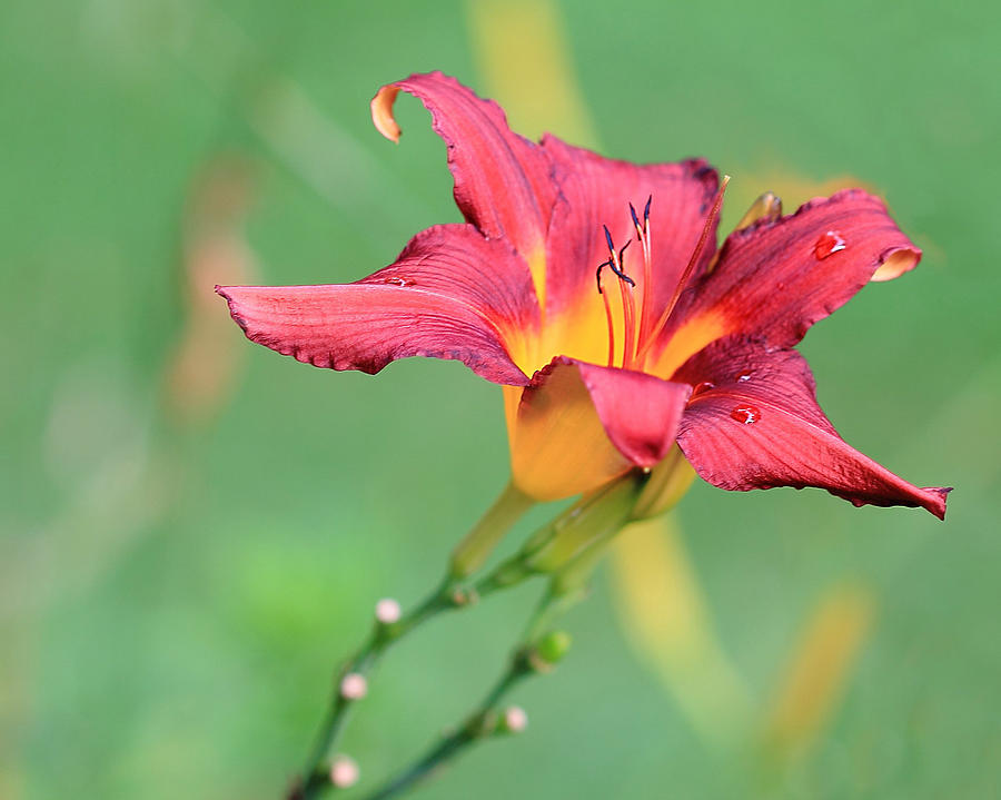 Tiger Lily with Raindrops Photograph by Angela Murdock