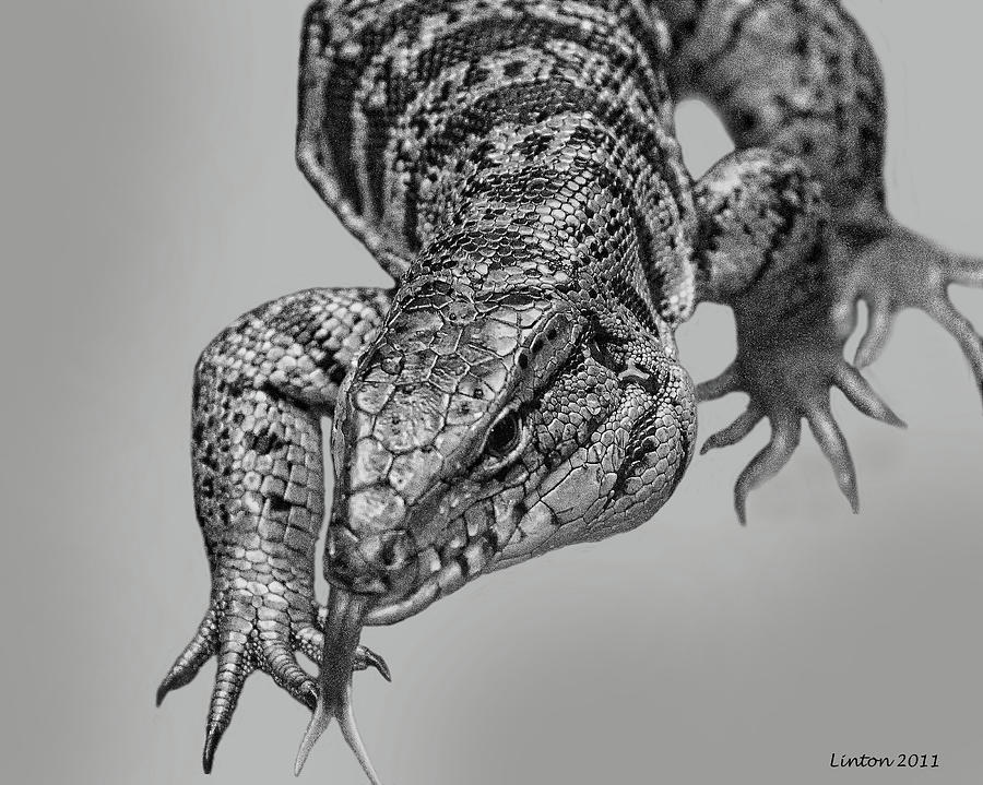 Tiger Lizard Digital Art by Larry Linton