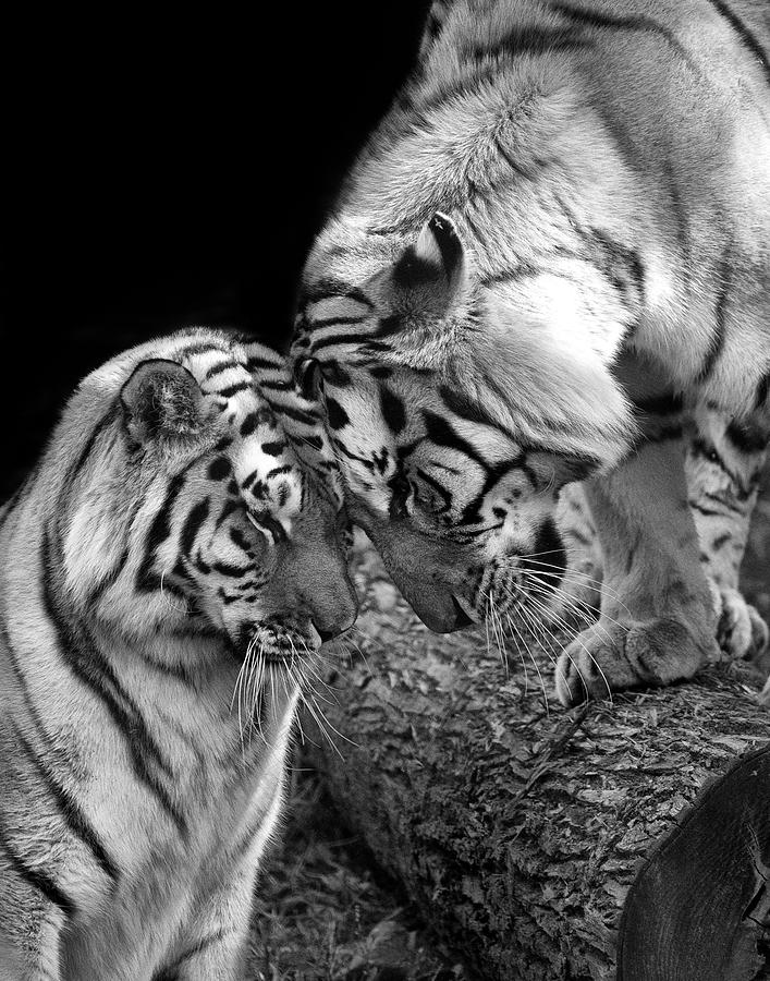 Tiger Love Photograph