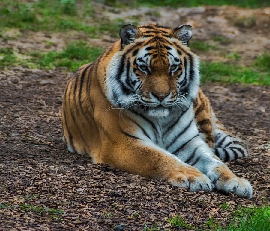 Tiger Photograph - Tiger by Martin Newman