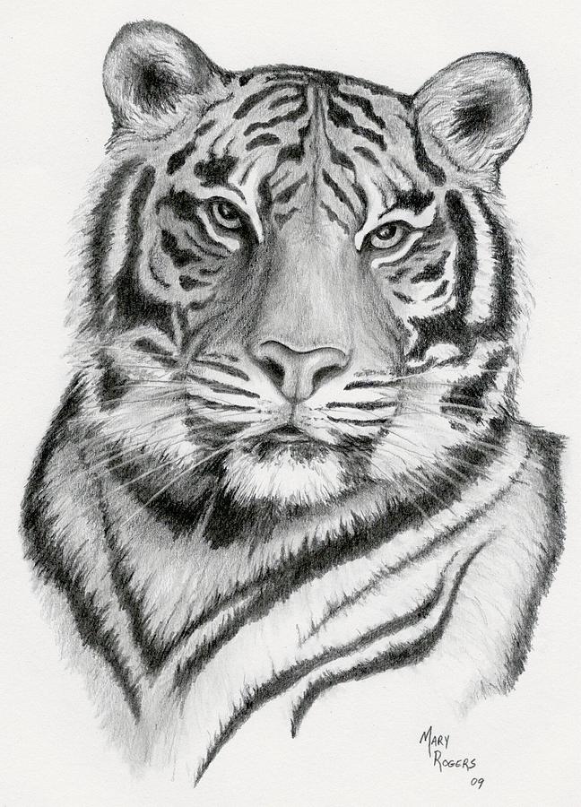 Tiger Drawing by Mary Rogers