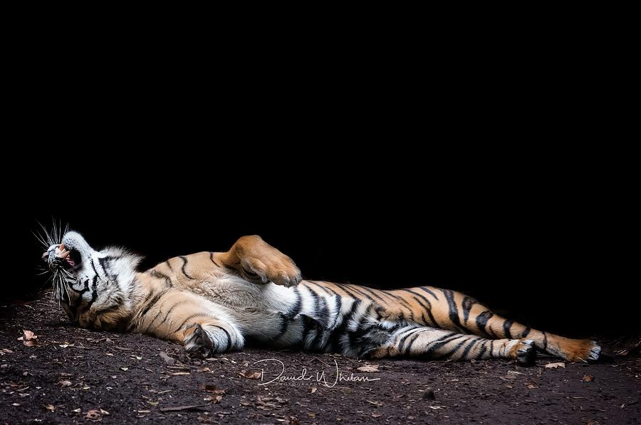 Wildlife Digital Art - Tiger by Maye Loeser