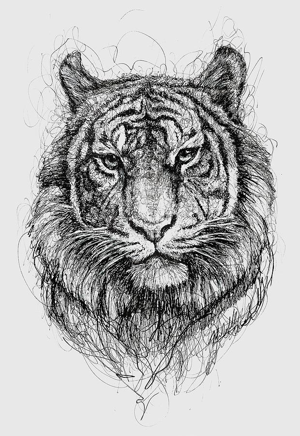 Cat Drawing - Tiger by Michael Volpicelli