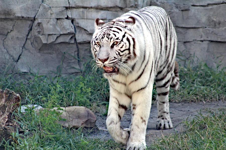 White Tiger Photograph - Tiger  by Michelle Colbert