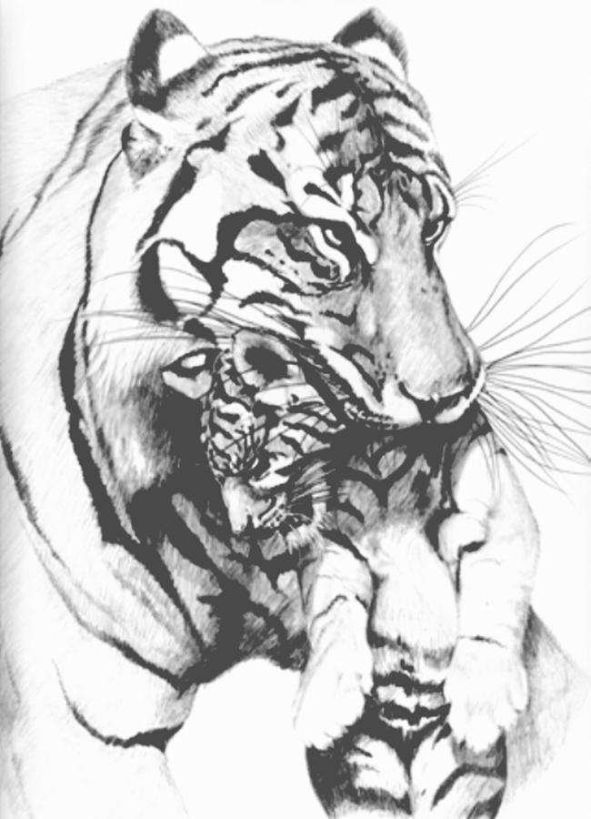 Wildlife Drawing - Tiger Mom by Bob Patterson