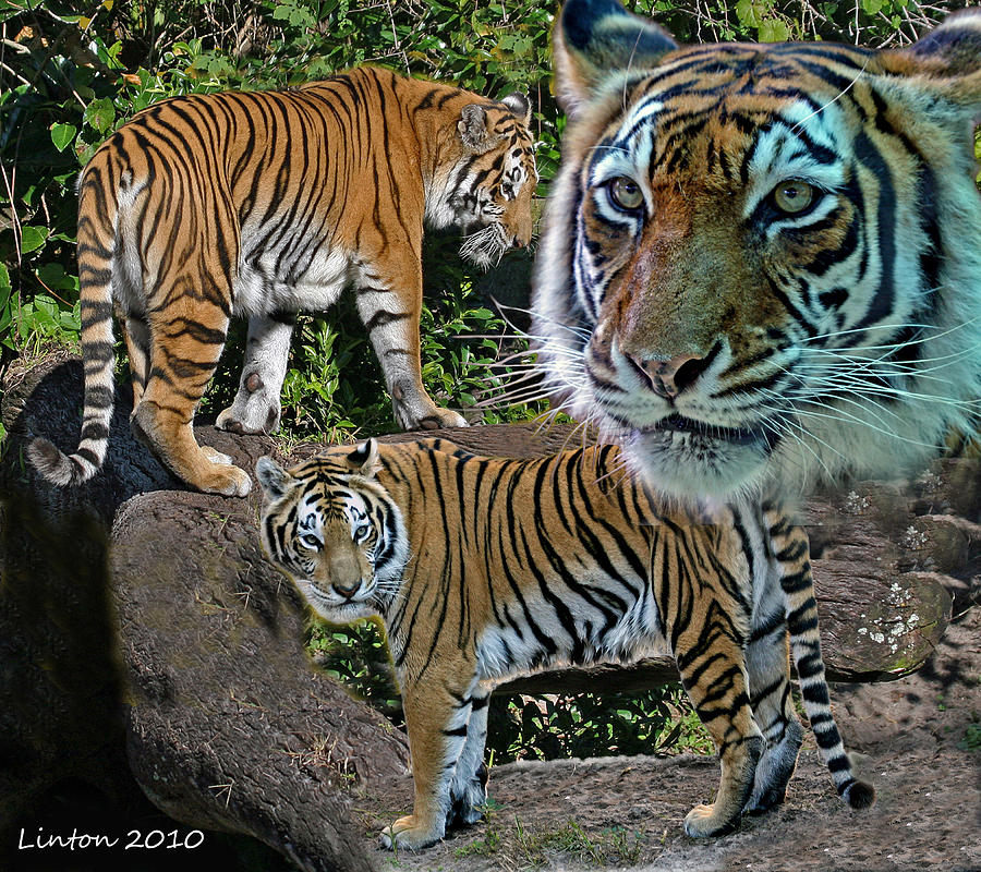Tiger Montage 2 Photograph by Larry Linton
