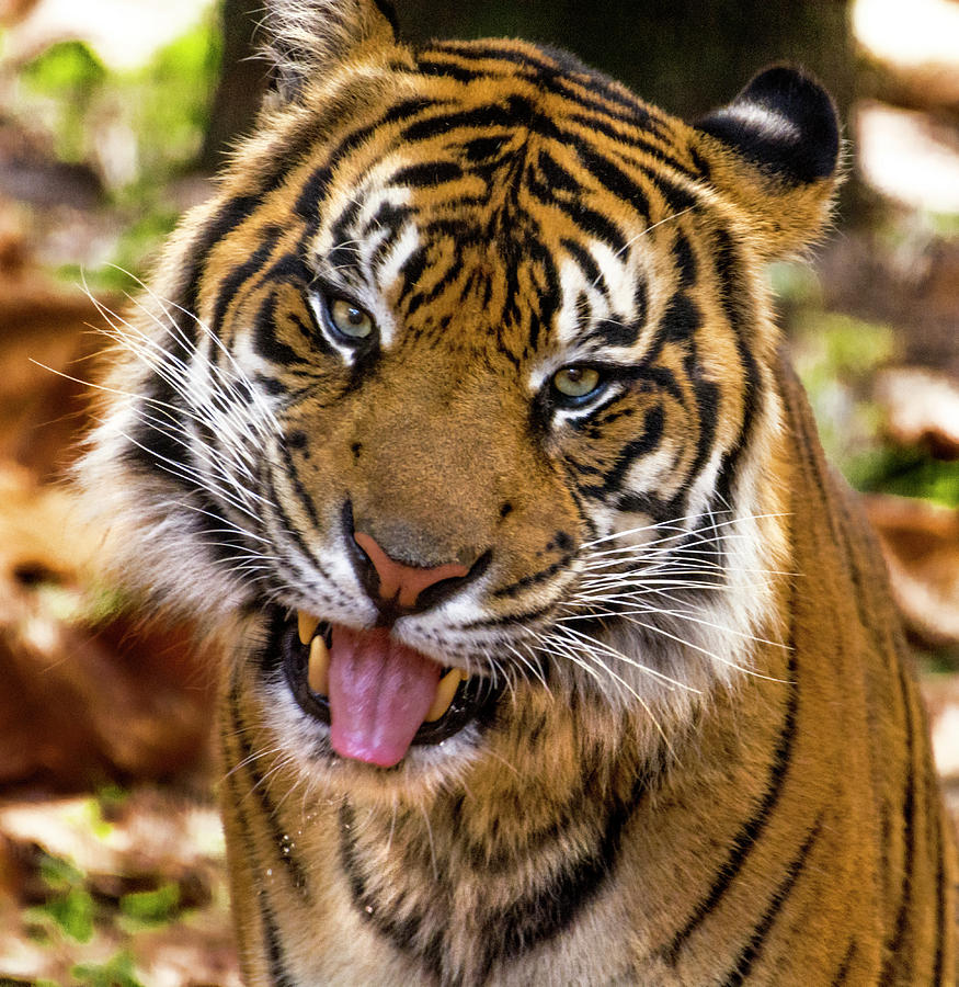 Tiger Mula Photograph by Tito Santiago - Fine Art America