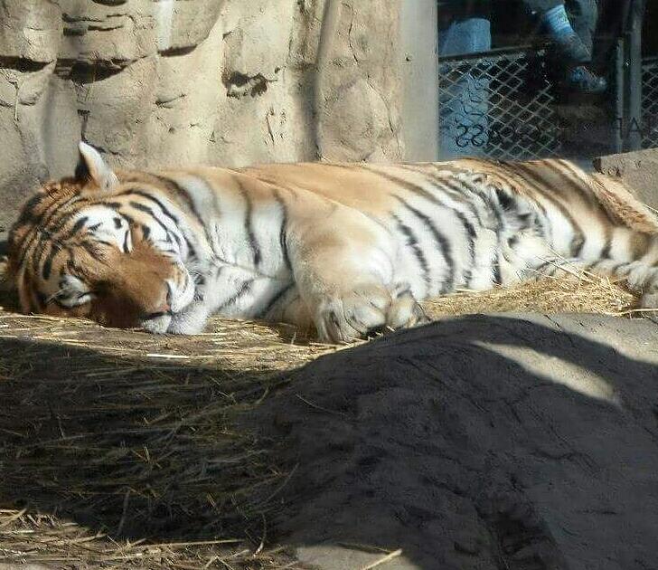 Tiger Nap Painting