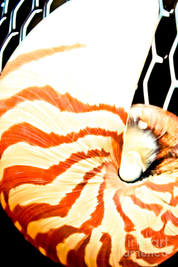 Tiger Nautilus Photograph by Colleen Kammerer