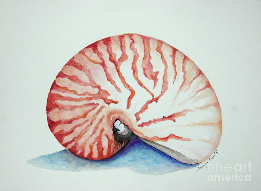 Tiger Nautilus Seashell Painting