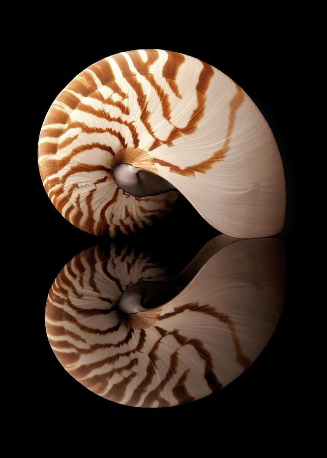 Tiger Nautilus Shell and reflection Photograph by Jim Hughes
