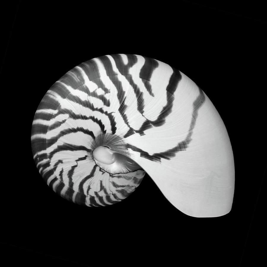 Tiger Nautilus shell Photograph by Jim Hughes