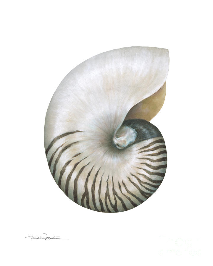 Tiger Nautilus Shell Painting By Meridith Martens