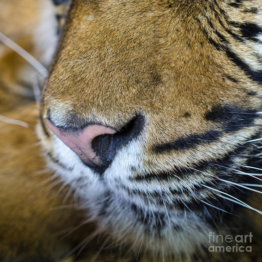 Tiger nose Photograph by Steev Stamford
