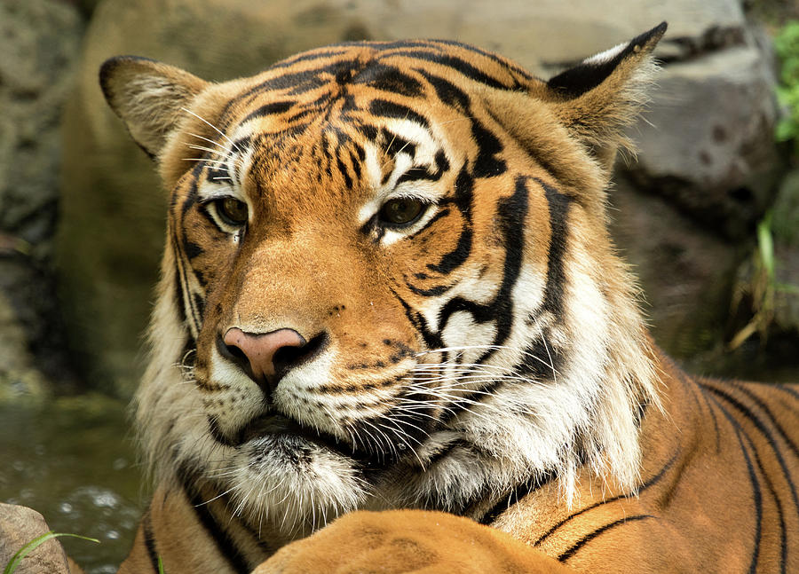 Malayan Tiger of Strength Photograph by Darrell Gregg - Pixels