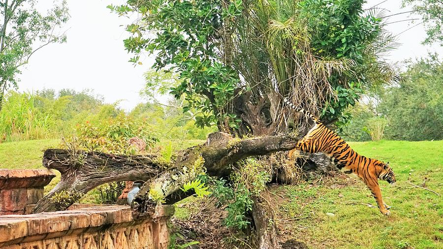 Tiger on Maharajah Trail Digital Art by Barkley Simpson