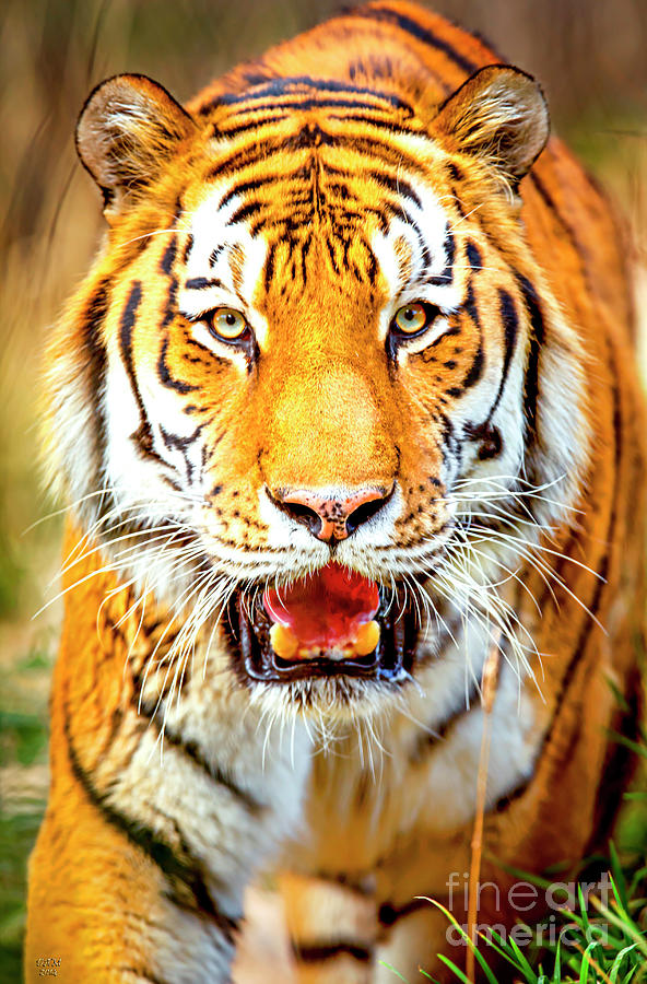 Tiger Photograph - Tiger Art  A Beautiful and Powerful Rendering of This Iconic Animal by David Millenheft